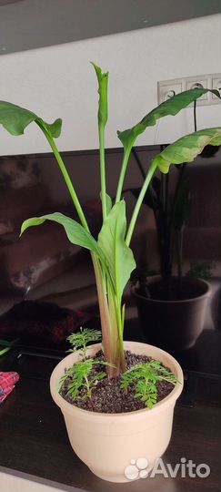 Комнатные цветы