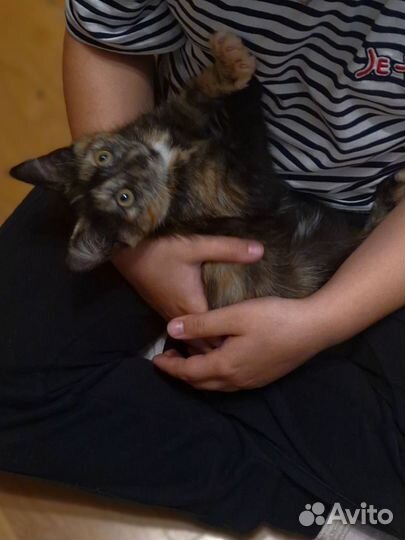 Котёнок в добрые ручки