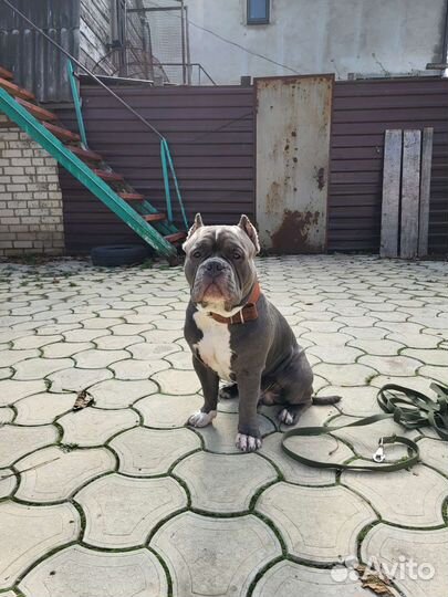 Вязка собак