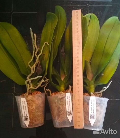 Орхидея фаленопсис от SON YA Orchids