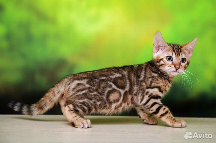 Бенгальская кошечка