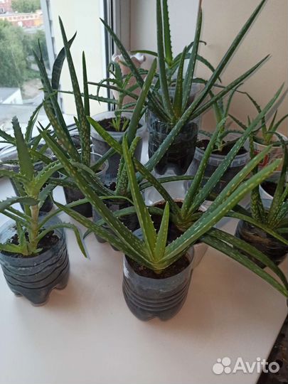 Алоэ Вера алое Столетник