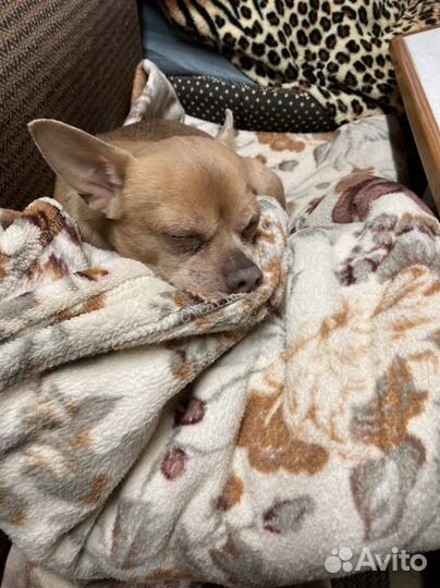 Чихуахуа девочка