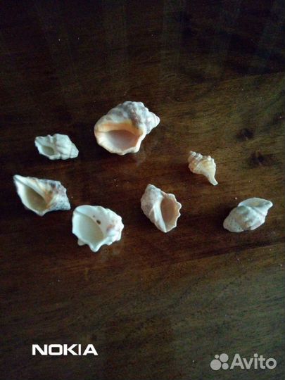 Морские ракушки для коллекции или аквариума