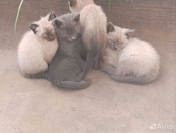 Котятки-дикушки