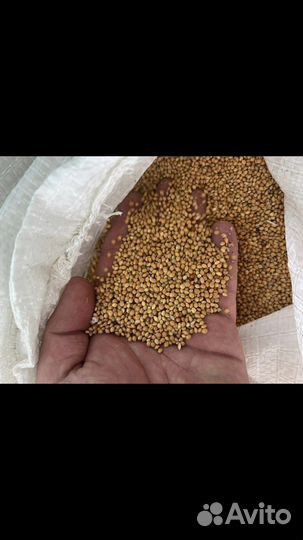 Просо желтое, просо красное, рапс