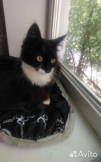 Чёрно-белая малышка стерилизованная