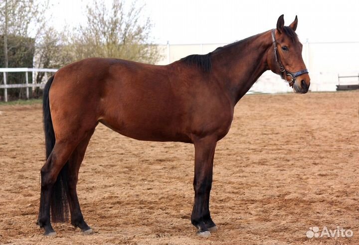 Продается лошадь