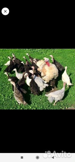 Домашние индюшата