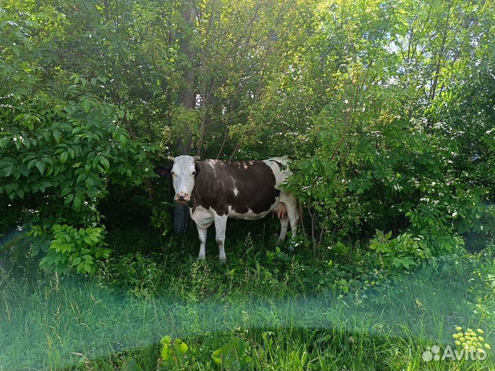Корова высокоудойная