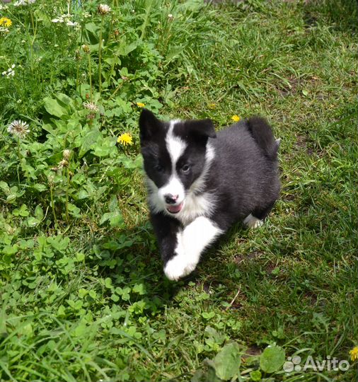 Чистопородные щенки русско-европейской лайки