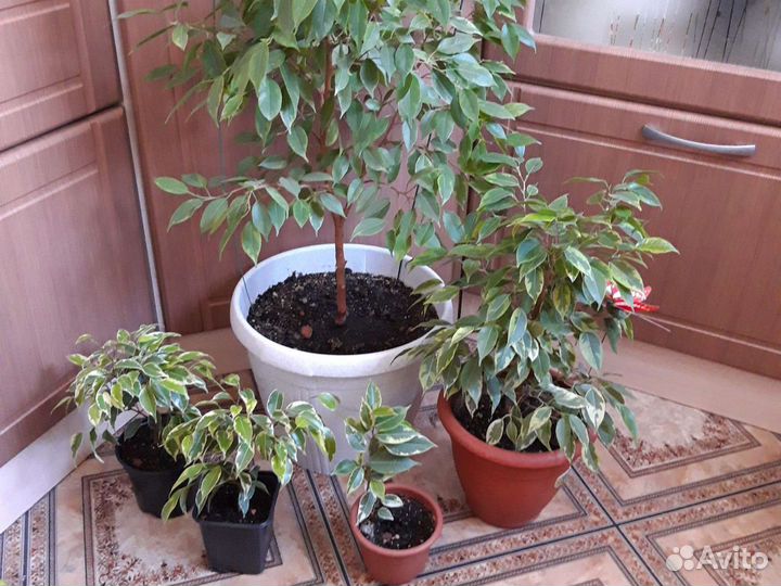 Фикус и замиокулькас