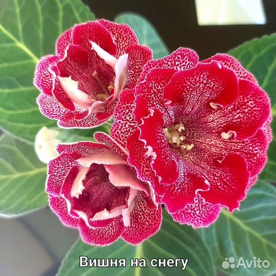 Глоксиния махровая,Клеопатра,Вишня на снегу