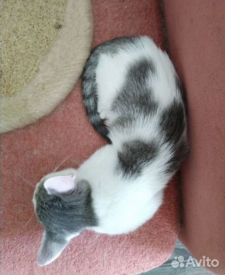 Котёнок кошечка