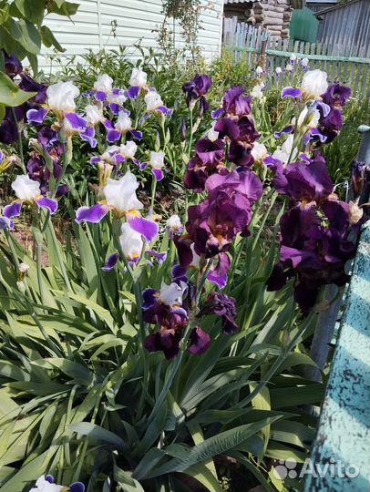 Ирисы