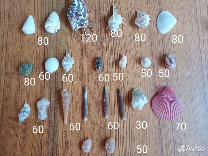 Ракушки набор