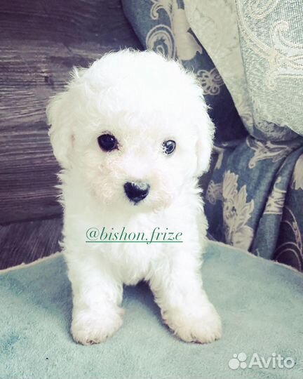 Щенки бишон фризе