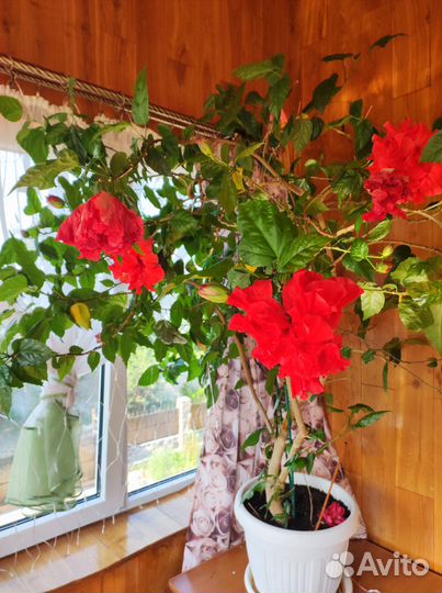 Китайская Роза - Гибискус