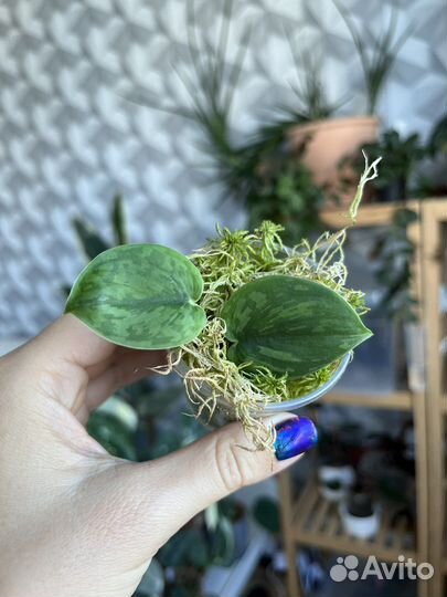 Сциндапсус арми грин