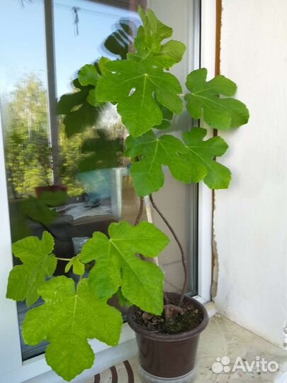 Инжир комнатный