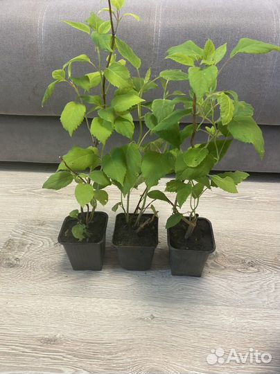 Гортензия древовидная Анабель саженцы