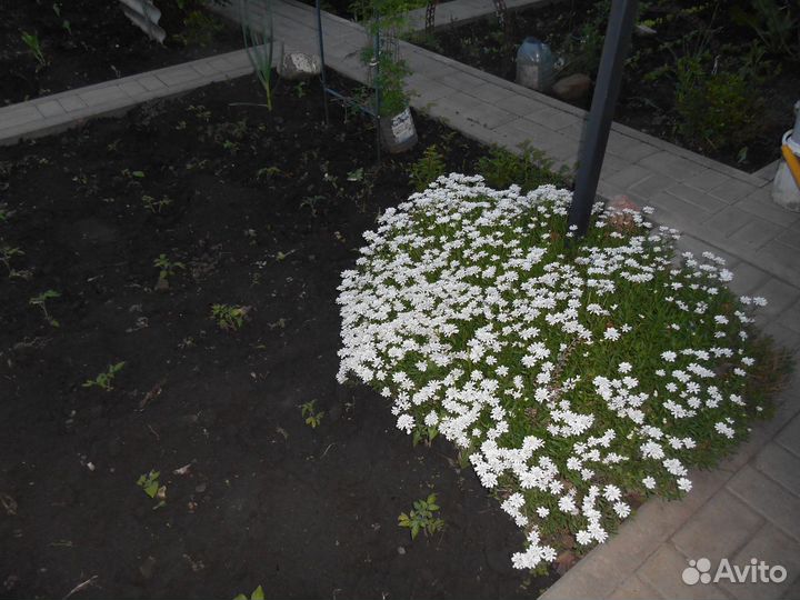 Папоротник