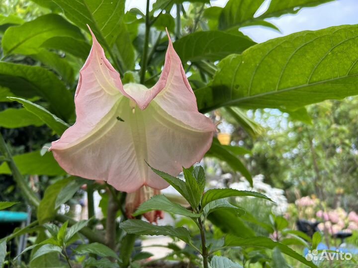 Бругмансия розовая