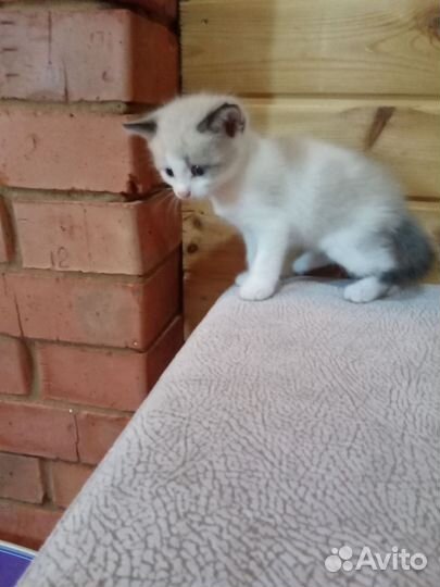 Котята мальчики