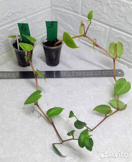 Сингониумы разные