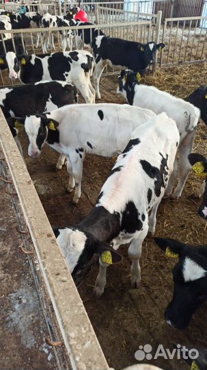 Телята бычки мясные