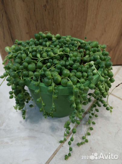 Крестовник Роули и крупноязычковый