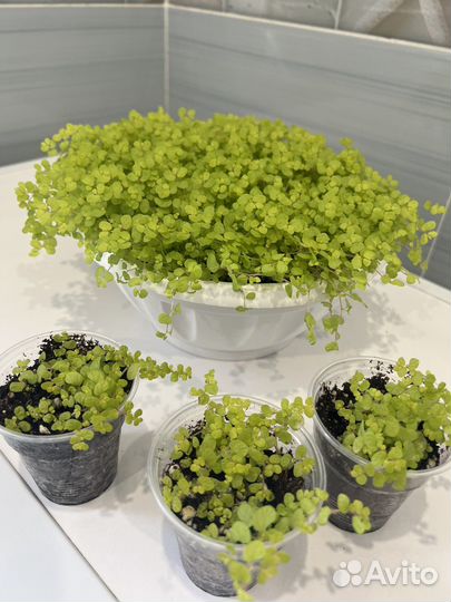 Солейролия