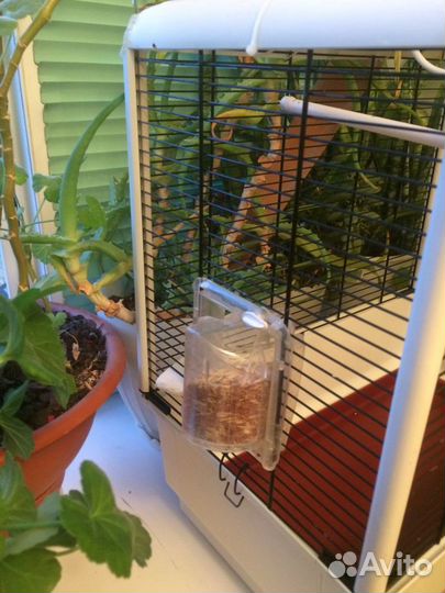 Клетка большая,читаем описание