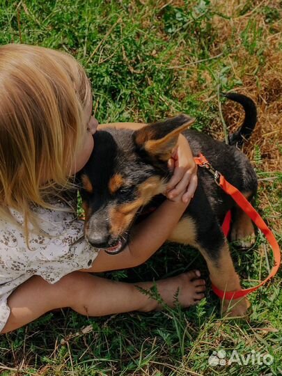 Собака в добрые руки отдам бесплатно