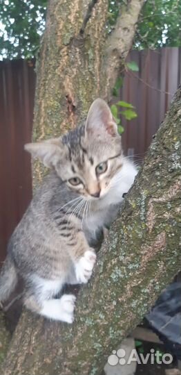 Котики бесплатно в добрые руки