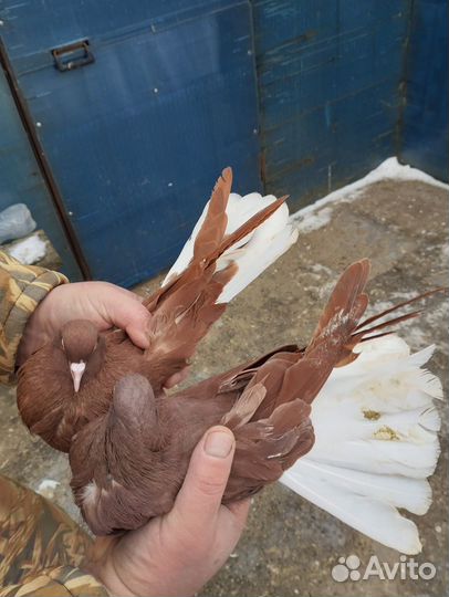 Продажа голубей