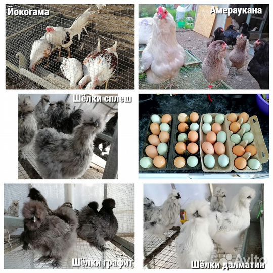 Цыплята и яйцо амераукана, йокогама, шёлковые куры