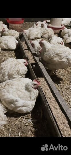 Мясо домашнего бройлера