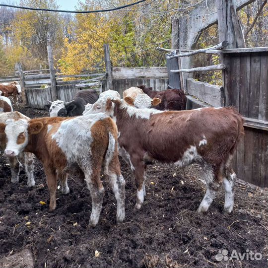 Бычки и быки