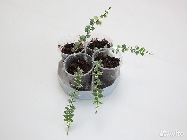 Дисхидия Рускусолистная Вариегатная миллион сердец