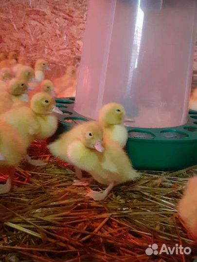 Утята, домашний вывод