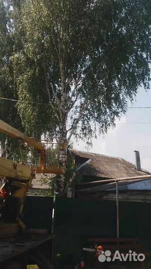 Спил деревьев