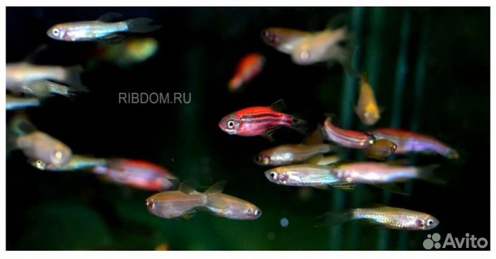 Данио кормовые