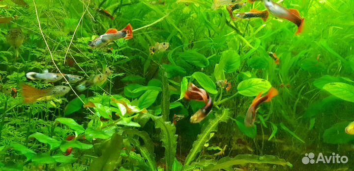Аквариумные рыбки гуппи и растения