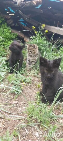 Котятки в добрые руки