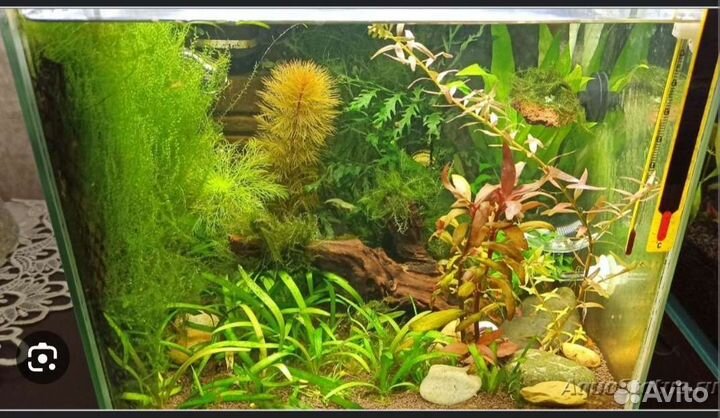 Аквариумные растения. Кабомба, Людвигия, Мох