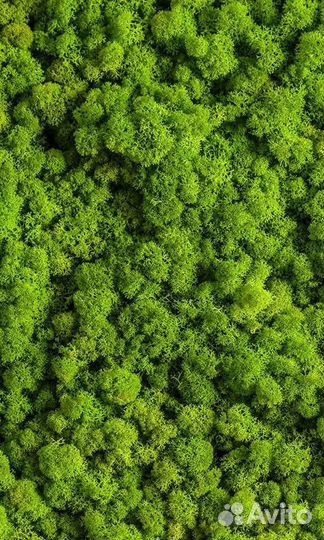 Панели, панно из стабилизированного мха