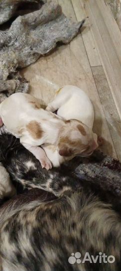 Русский спаниель