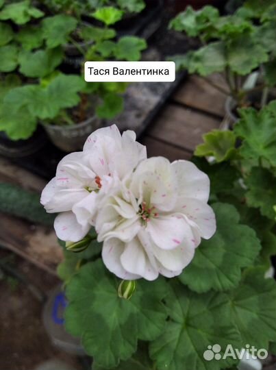 Пеларгония сортовая