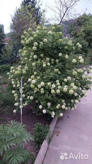 Дубочки миндаль абрикос фундук калина Бульденеж